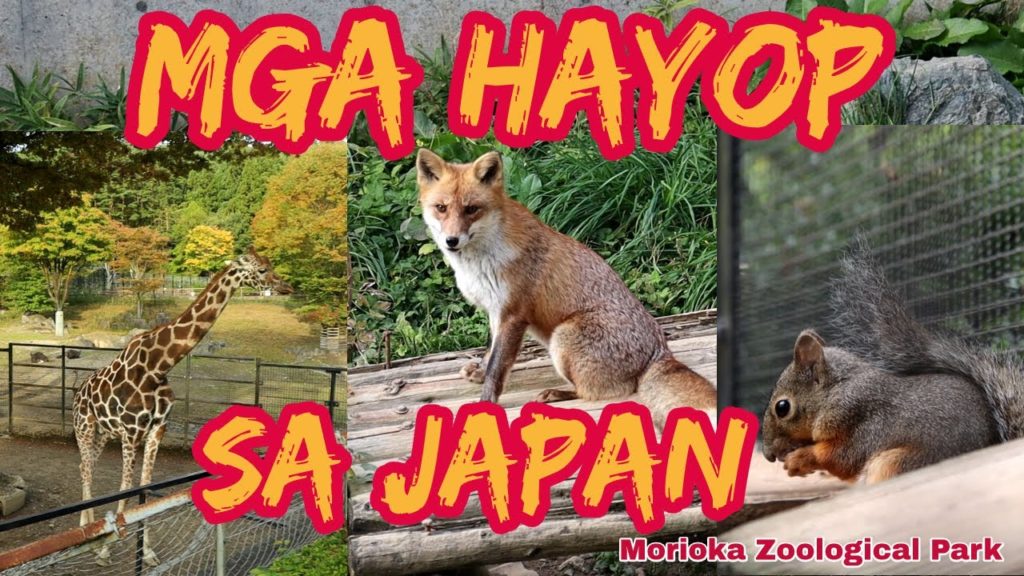 JAPANESE ANIMALS || 盛岡市動物公園 || JAPAN TRAVEL VLOG