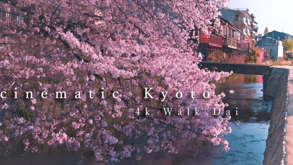 【 cinematic 先斗町 】 KYOTO 4k Walk Tour [ Kyoto Vlog #47 ]