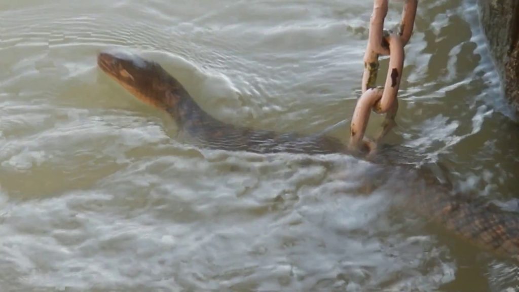 Seshnag   in  Haridwar