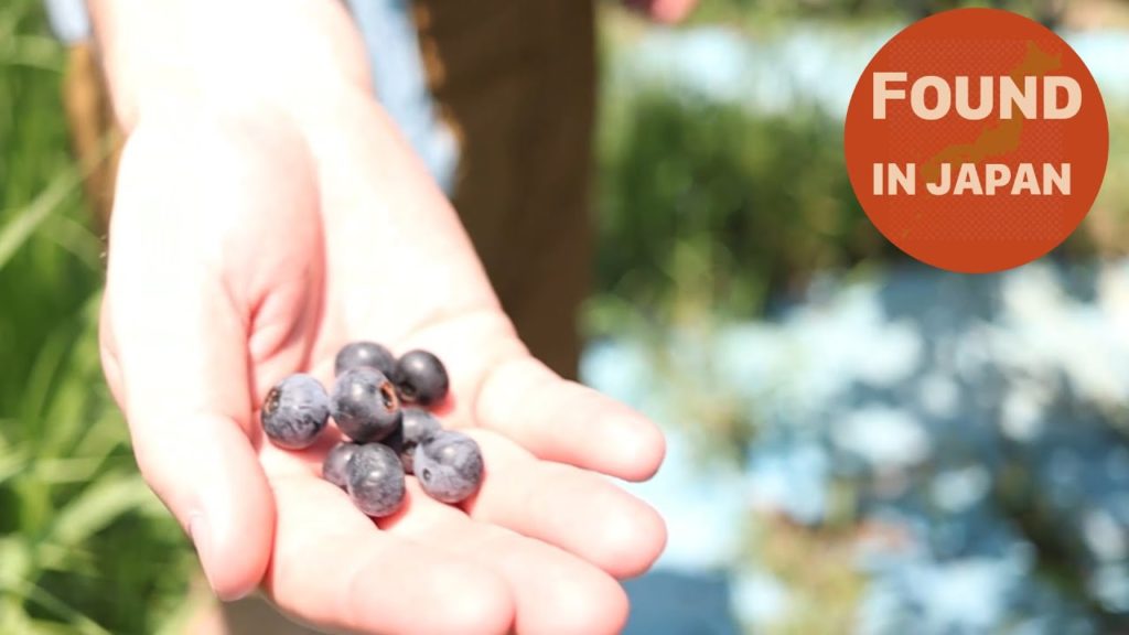 Blueberries, River Swimming and more, in Ryujinmura, Wakayama, Japan