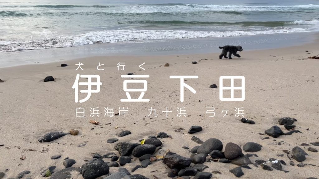 愛犬と行く九十浜と朝の白浜海岸、南伊豆の弓ヶ浜 | Shimoda beaches and Minamiizu Yumigahama