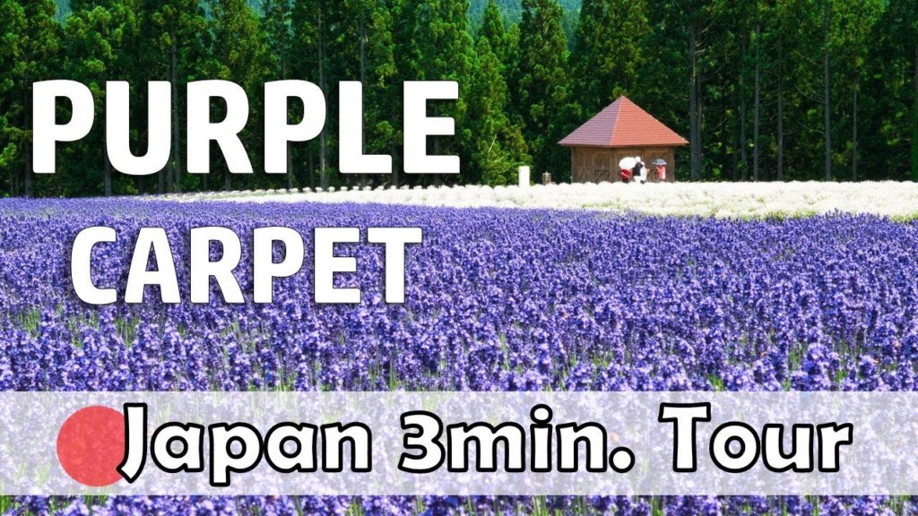 【Japan travel guide#38】Akita(7) Misato Town Lavender Field, Uchigura in Masuda (Nikon Z6, Pocket 2)