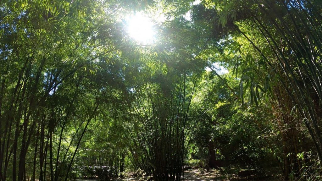 Botanical Garden Healing Place Bamboo Forest [4K]