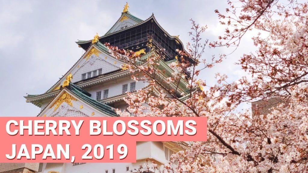 Cherry Blossoms Japan 🌸 Spring 2019 🌸 (Osaka)