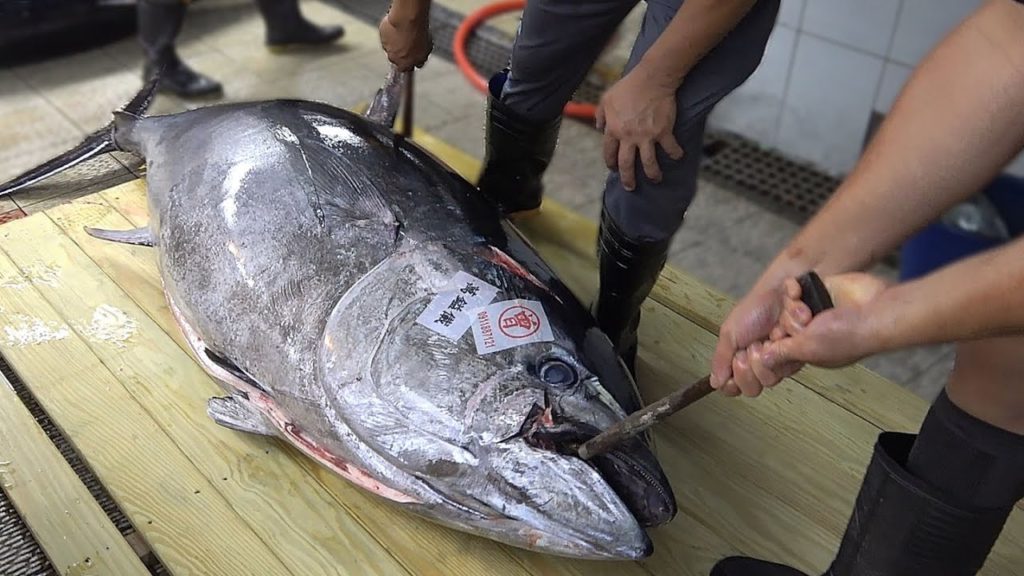 Giant bluefin tuna cutting show / 巨大黑鮪魚切割 – Taiwanese Food Giant bluefin tuna cutting show / 巨大黑鮪魚切割 - Taiwanese Food