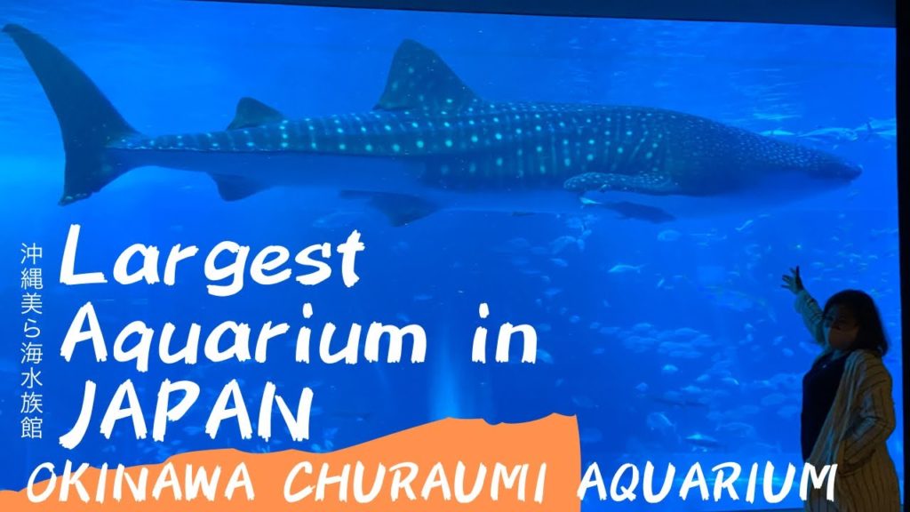 JAPAN No. 1 LARGEST AQUARIUM  / Okinawa Churaumi Aquarium/ KUROSHIO SEA