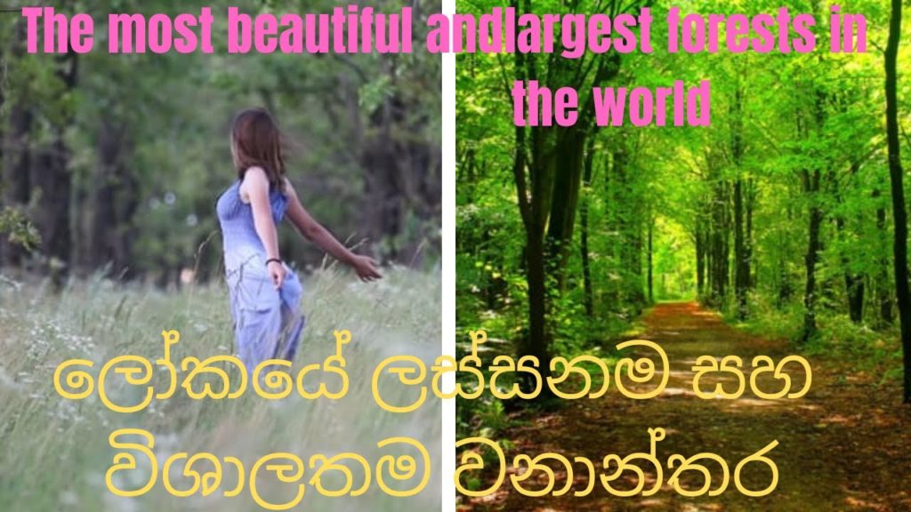 beautiful forests |beautiful forests in the world |Sc travel