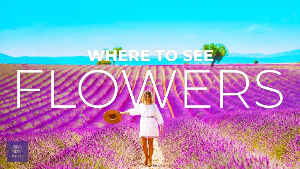 Where to See Beautiful Flower Fields | CHASE BEAUTY Around the World | Flower Tourism Where to See Beautiful Flower Fields | CHASE BEAUTY Around the World | Flower Tourism