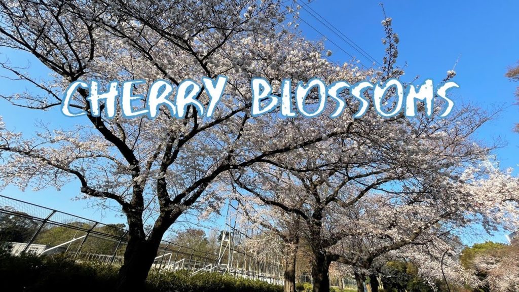 [Vlog] Cycling in Komazawa Olympic Park with Cherry Blossoms | Tokyo Sightseeing, Japan