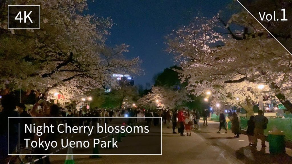 【4K】Cherry blossoms at night in Ueno Park, Tokyo  上野公園 vol.1