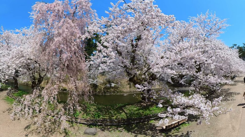2021 SAKURA (360 VIDEO) Hirosaki Castle at AOMORI JAPAN No1