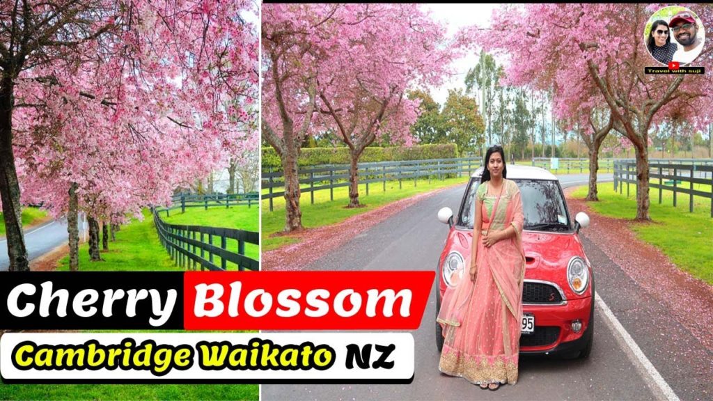 Cherry Blossoms Tree | Cherry Blossoms Tree Festival New Zeland | In Telugu | Travel with suji