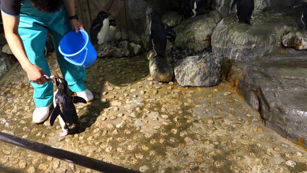 2015 Japan Trip - Osaka Aquarium Kaiyukan (Part 3)