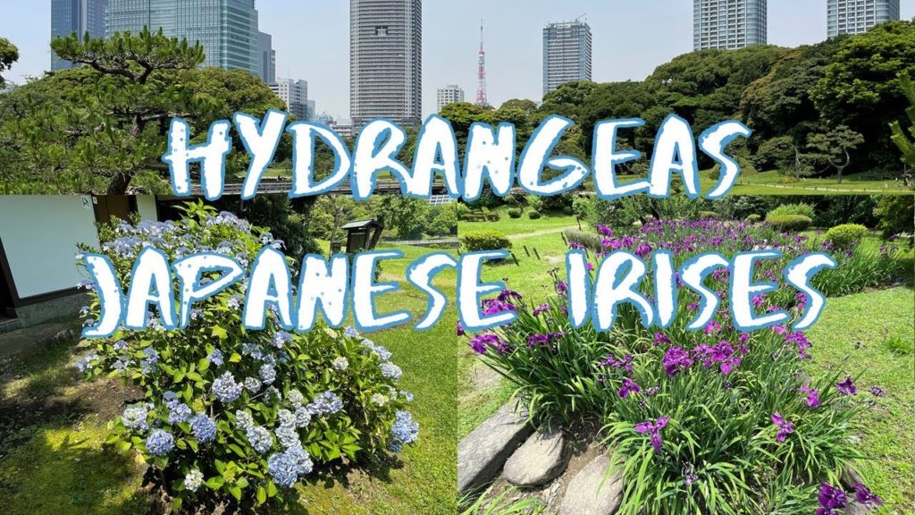 [Vlog] Hama Rikyu Garden with Hydrangeas and Japanese Irises | Tokyo Sightseeing, Japan