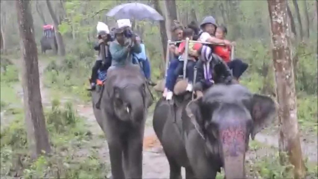 Elephant or hathi safari at chitwan national park, Nepal Elephant or hathi safari at chitwan national park, Nepal