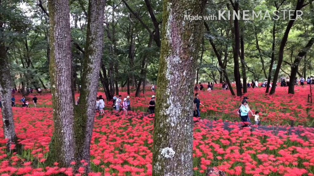 Vaj paj higanbana zoo nkauj nyob Saitama Japan (zij pee)