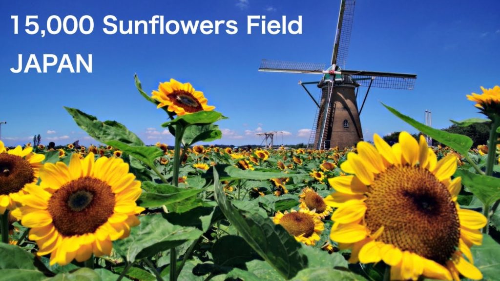 【JAPAN TRAVEL:CHIBA】Sunflower field near Tokyo. Flower landscape in July and August JAPAN TRIP Vlog 【JAPAN TRAVEL:CHIBA】Sunflower field near Tokyo. Flower landscape in July and August JAPAN TRIP Vlog