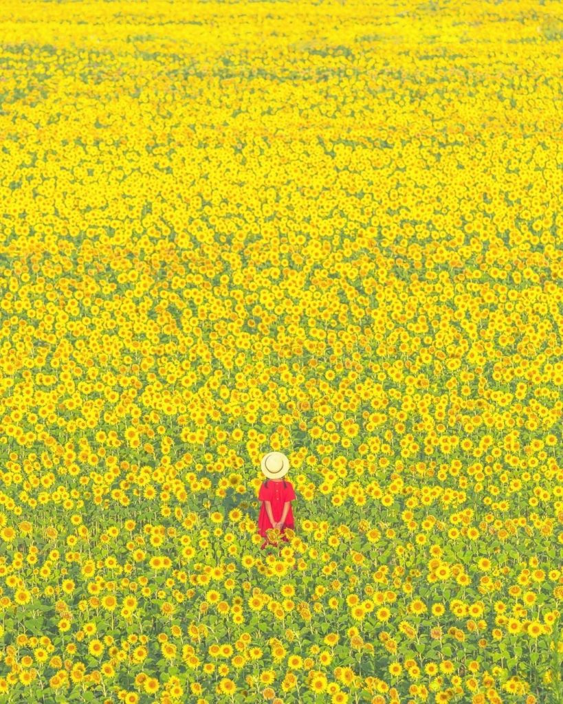 Japan Travel: Surrounded by yellow! Sunflower Hill Park in Hyogo Prefecture is home to almost… Surrounded by yellow! Sunflower Hill Park in Hyogo Prefecture is home to almost...