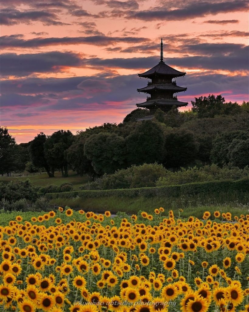 What's the most impressive background to sunflowers that you have ever seen?
Thi...