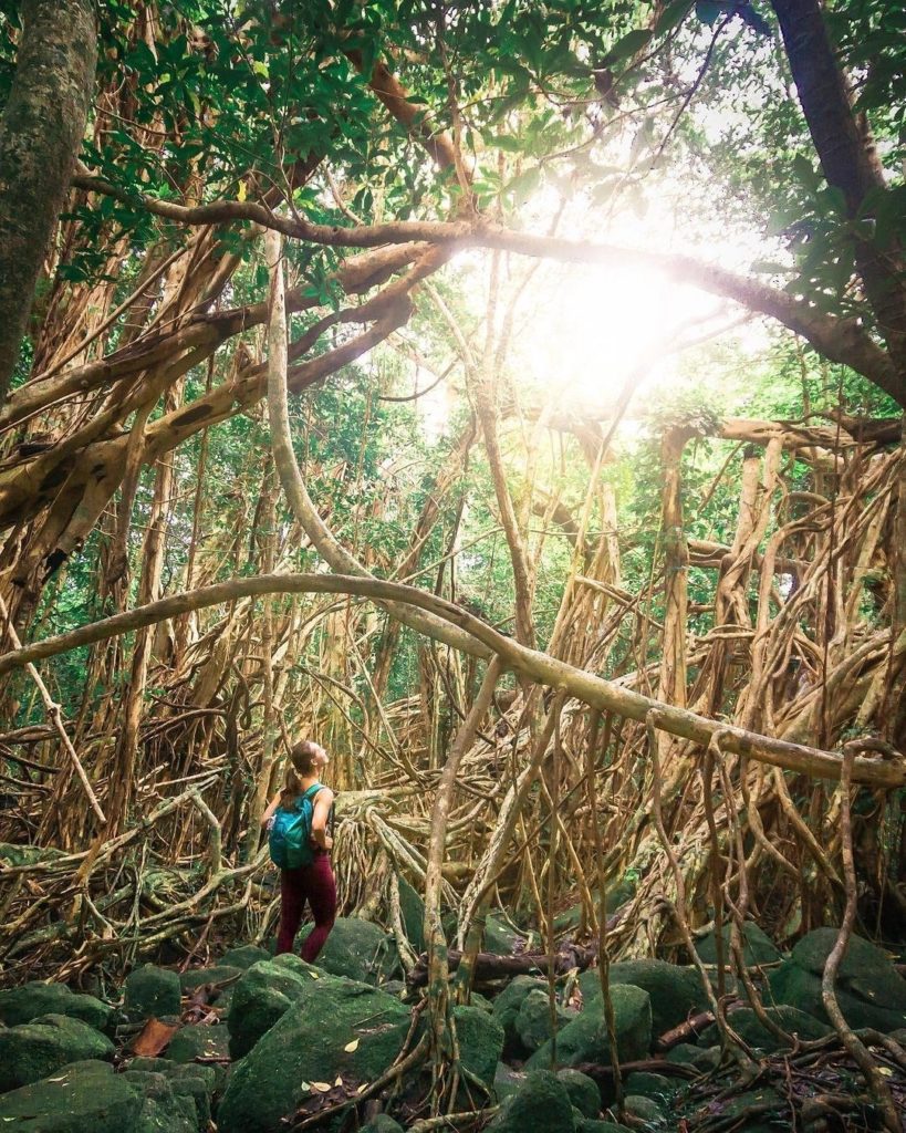 Japan Travel: Yakushima is an island in Kagoshima Prefecture, and it’s known for having some o… Yakushima is an island in Kagoshima Prefecture, and it's known for having some o...