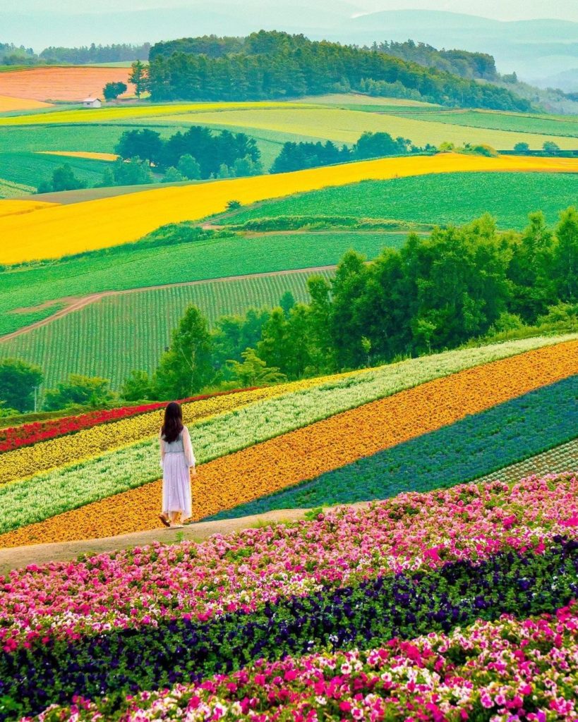 Would you like to take a stroll along this field of rainbow?
The kaleidoscope of...