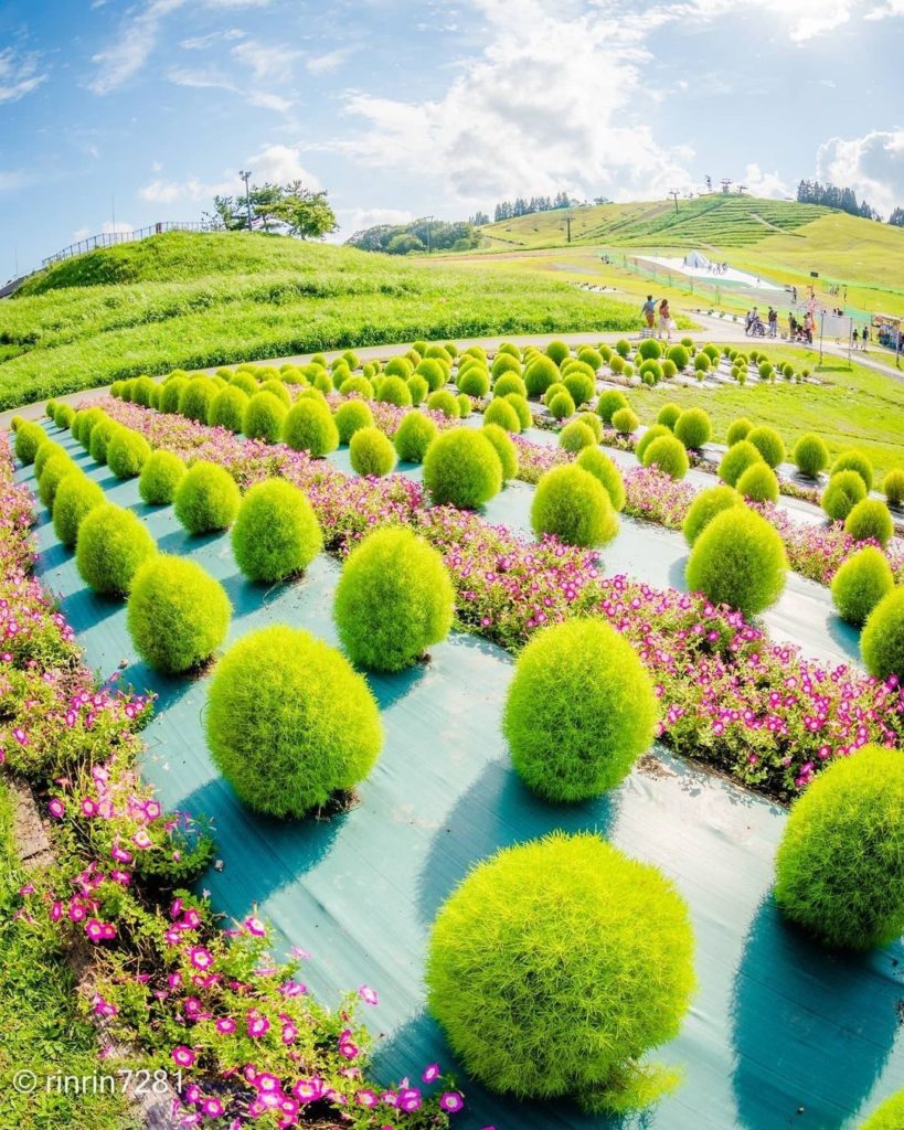 Do you know what type of plant this is? 
Nestled neatly in rows on the hillside ...