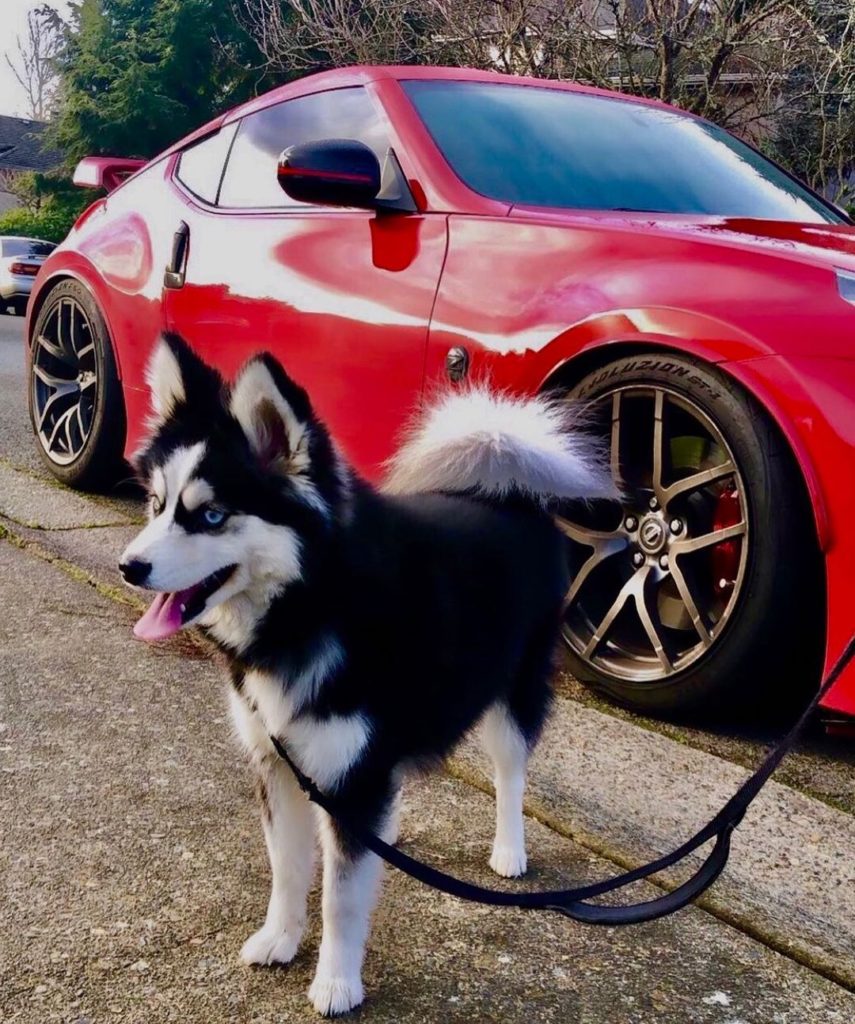 Best travel buddy. #InternationalDogDay⁣
: @lady.driven.z34...