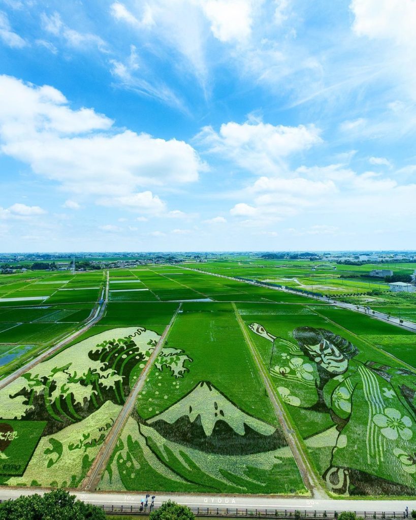 Visit Japan: Now this is what we call blending art with nature – rice paddy art! Gyoda City i… Now this is what we call blending art with nature - rice paddy art! Gyoda City i...
