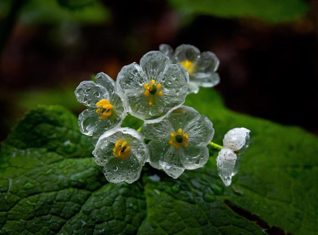 Visit Japan: Diphylleia grayi is a mystical flower that becomes glass-like when wet This rar… Diphylleia grayi is a mystical flower that becomes glass-like when wet This rar...