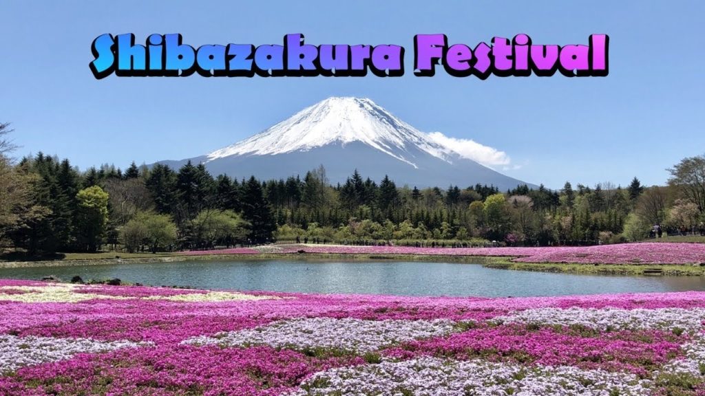 Breathtaking view of Shibasakura insert Mt. Fuji 2019