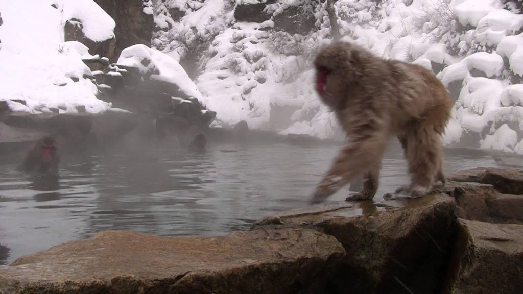 Japanese Snow Monkeys, Jigokudani Snow Monkey Park