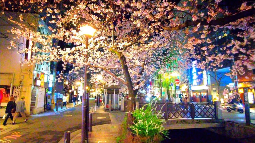 Kyoto walking night tour【Illumination of cherry blossoms②】 Kiyamachi street
