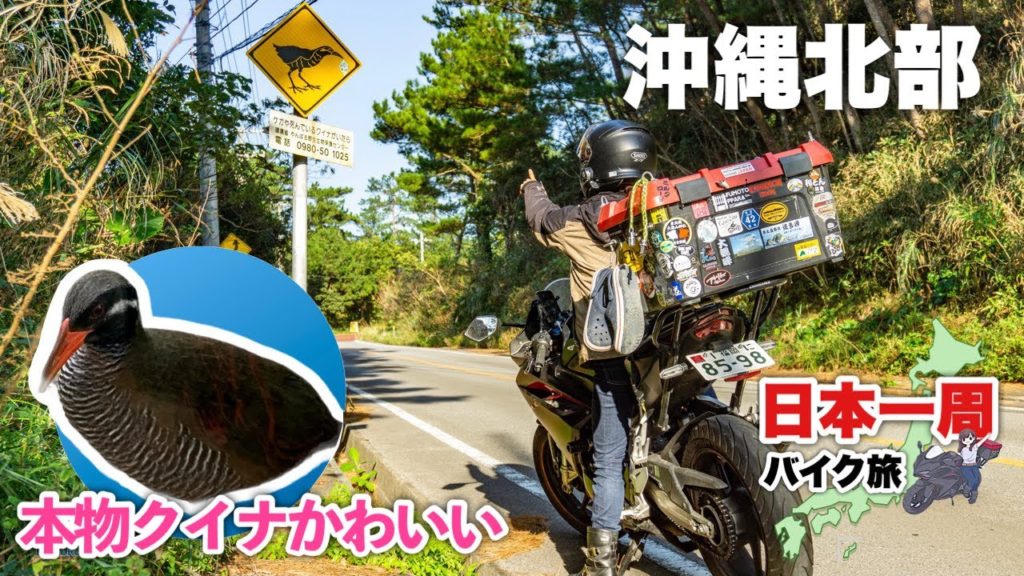 沖縄北部をバイクで走ったら超巨大ヤンバルクイナに遭遇しました