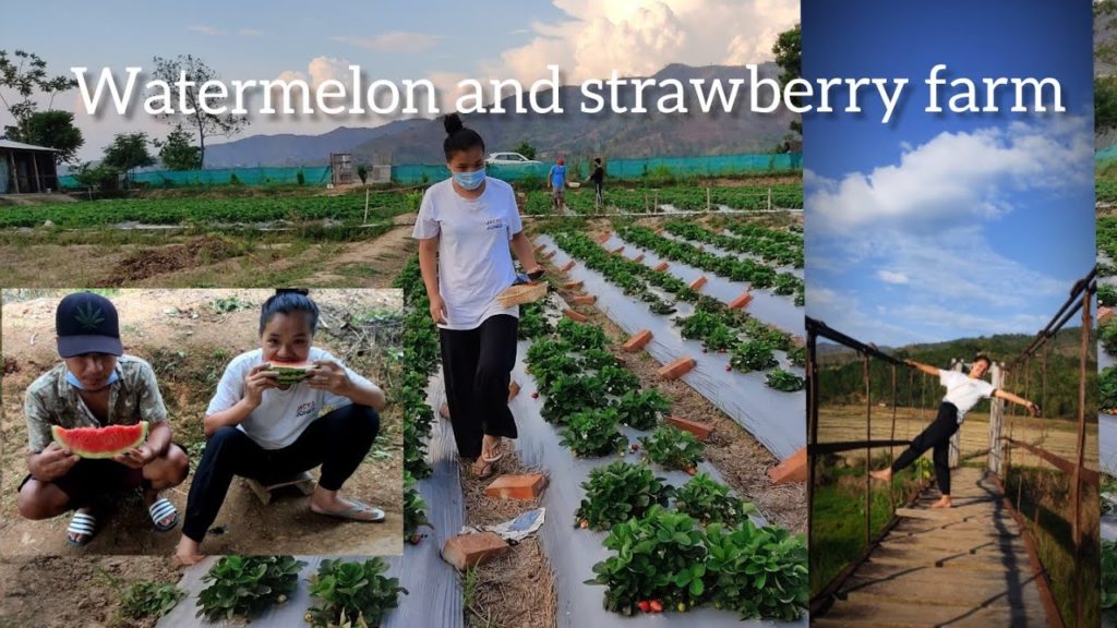watermelon farm // strawberry farm // pallel, Manipur // nature beauty// no edit/effects