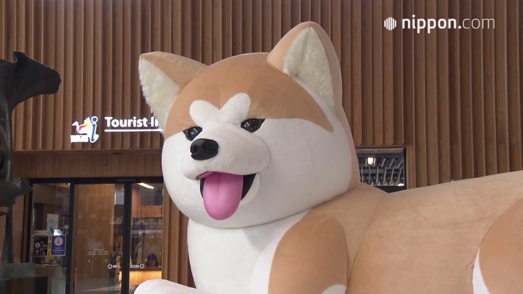 Jumbo Dog Greets the Public at Akita Station | Nippon.com: Japan in Video Jumbo Dog Greets the Public at Akita Station | Nippon.com: Japan in Video