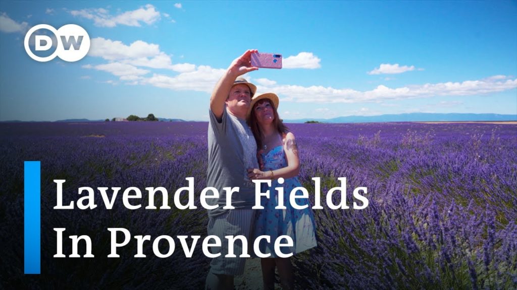 Lavender Fields in Provence | Lavender Fields as Photo Motifs | The Beauty of Lavender in France