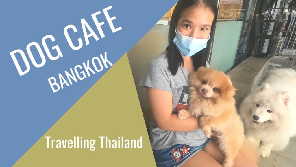Traveling Thailand | Playing with puppies and dogs at The Big Dog Café Bangkok Thailand Traveling Thailand | Playing with puppies and dogs at The Big Dog Café Bangkok Thailand