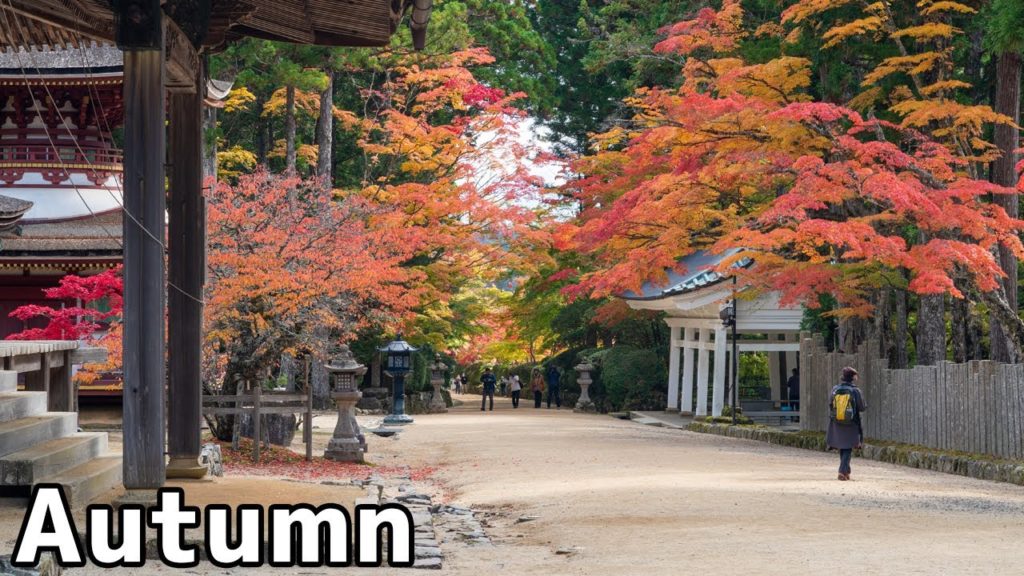 Autumn leaves in Wakayama【Koyasan, Castle Wakayama】Japan