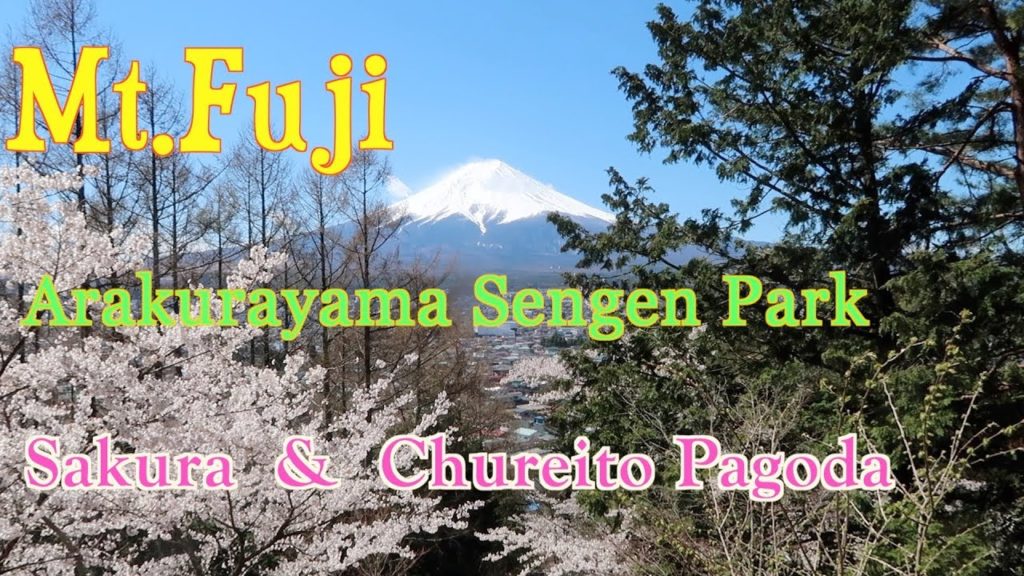 【Cherry blossoms】Arakurayama Sengen Park: Cherry Blossoms🌸and Mt. Fuji      2019-4-15