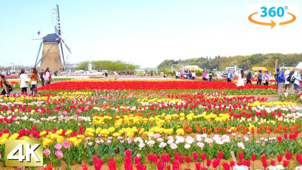 【Chiba Tulips】"Sakura Tulip Festa" Chiba Japan Walking Tour (360 VR) 【Chiba Tulips】"Sakura Tulip Festa" Chiba Japan Walking Tour (360 VR)