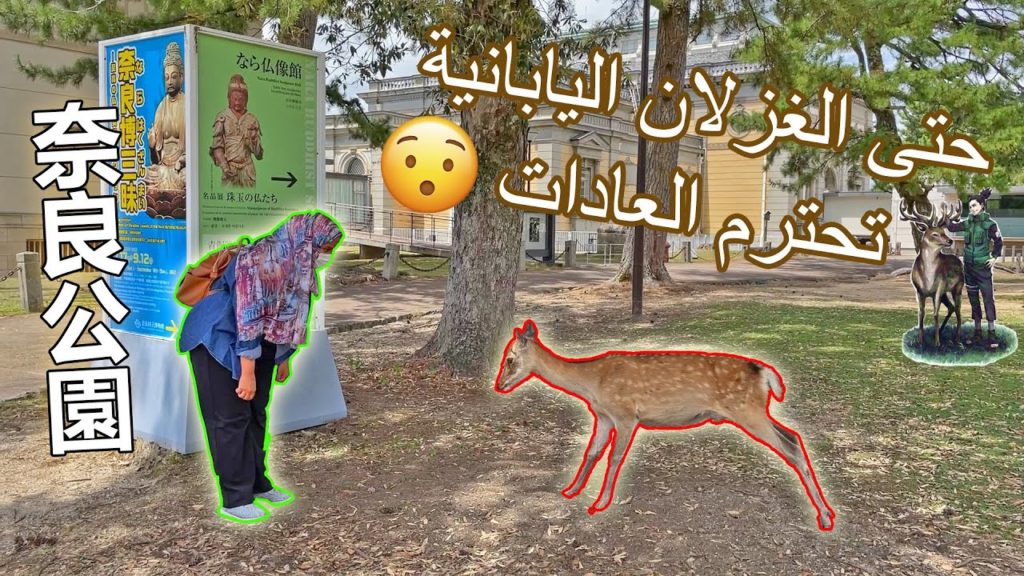 حديقة الغزلان بمدينة نارا اليابانية 🦌｜غابة شيكامارو نارا｜رحلة كانساي اليوم 1