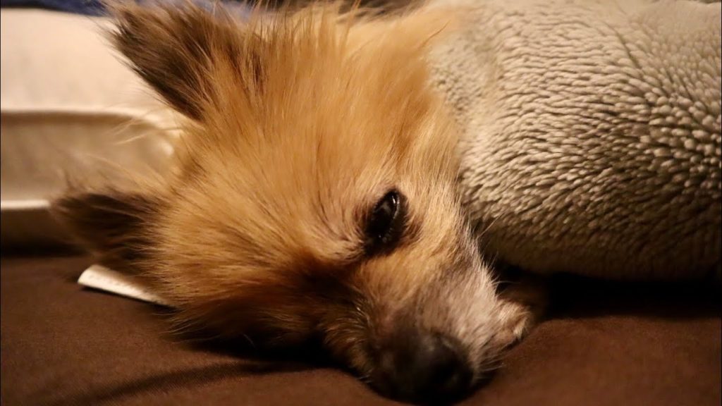 【प्रसन्न】 dog 犬 癒し「ポメラニアン布団」　healing #Shorts