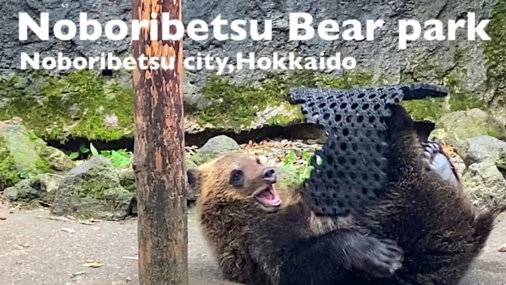 【Hokkaido trip】Bear zoo!Noboribetsu Bear Park/Noboribetsu City Hokkaido, Japan