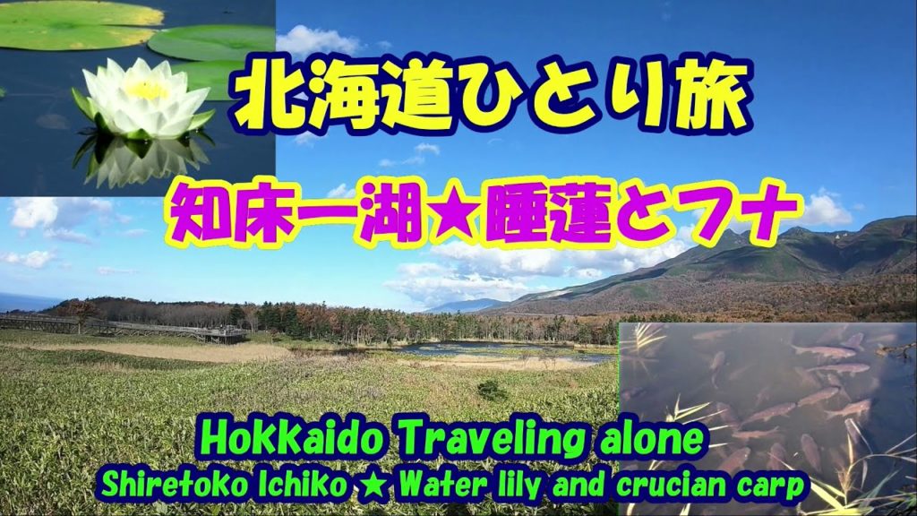 北海道ひとり旅★知床一湖★睡蓮とフナ・Shiretoko Ichiko ★ Water lily and crucian carp・Hokkaido Traveling alone