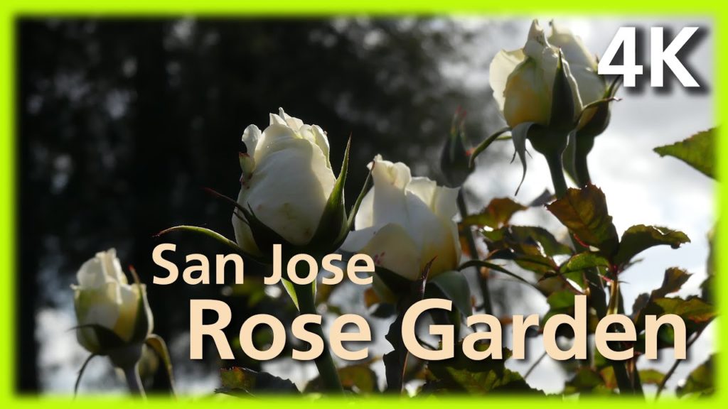San Jose Municipal Rose Garden in 4K San Jose Municipal Rose Garden in 4K