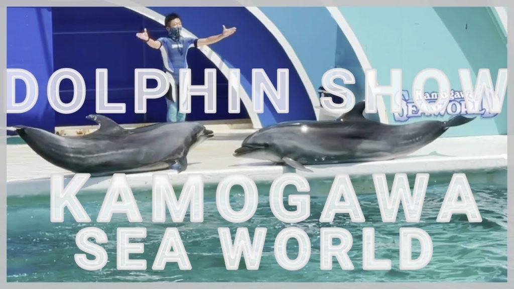 Kamogawa Sea World  [Singing and Dancing Dolphins] [Dolphin Show]