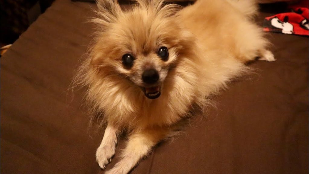 【प्रसन्न】 dog 犬 癒し「ポメラニアン可愛すぎ！」　healing #Shorts