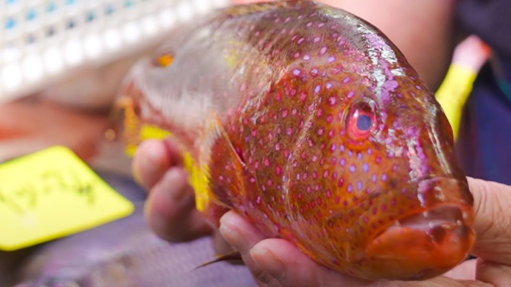 Blue, red and colorful colors. Street food of fish in Okinawa, Japan Blue, red and colorful colors. Street food of fish in Okinawa, Japan