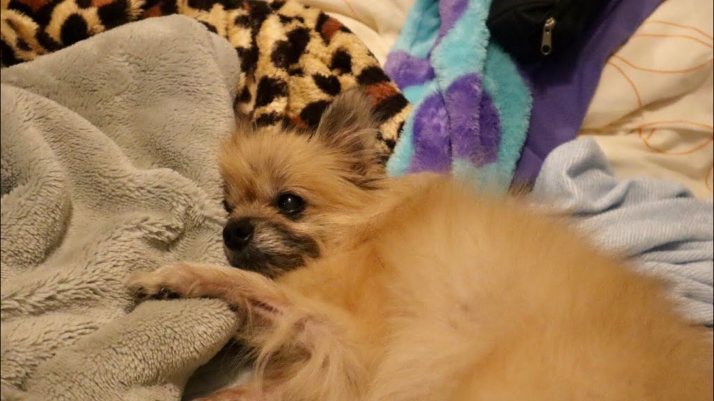 【प्रसन्न】 dog 犬 癒し「ポメラニアンの日常」healing #Shorts 【प्रसन्न】 dog 犬 癒し「ポメラニアンの日常」healing #Shorts