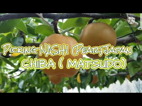 PICKING PEAR なしがり ”CHIBA MATSUDO”JAPAN…. PICKING PEAR なしがり ”CHIBA MATSUDO”JAPAN....